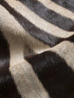 Zebra naturale