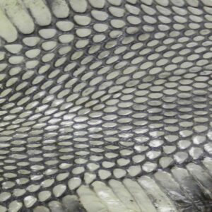 Cobra - Exotic leather