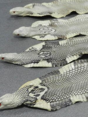 Cobra - Pelli esotiche