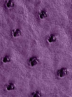 Struzzo naturale - Col. African violet