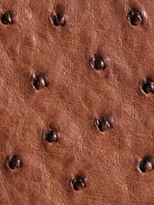 Struzzo naturale - Col. Almond