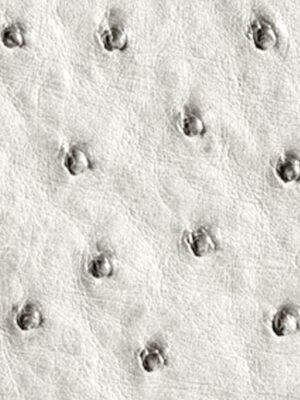 Struzzo naturale - Col. Bianco