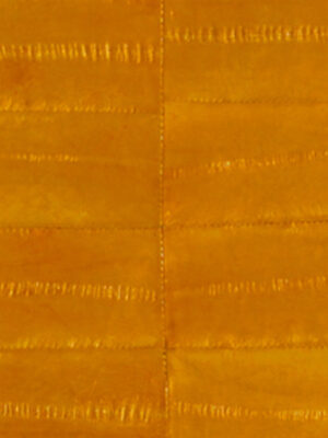 Anguilla vera - Col. Buttercup