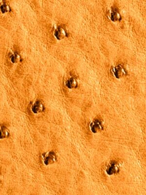 Struzzo naturale - Col. Buttercup