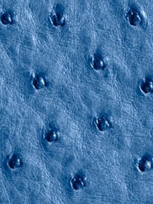 Struzzo naturale - Col. Clemaris