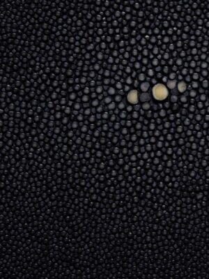 Stingray - Dark blue