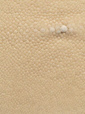 Stingray - Ivory