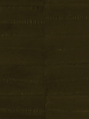 Anguilla vera - Col. Kakhi