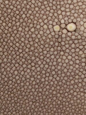 Stingray - Light grey