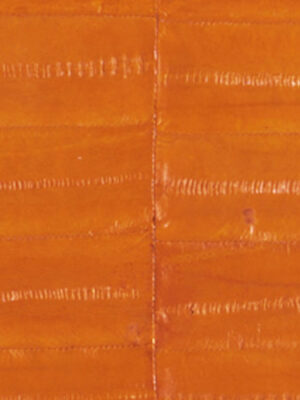 Anguilla vera - Col. Mandarin