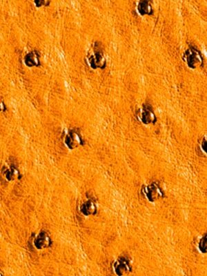 Struzzo naturale - Col. Orange