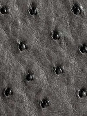 Struzzo naturale - Col. Serpentine