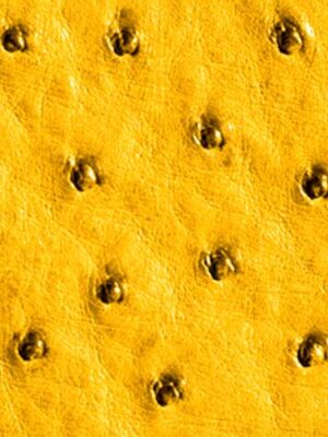 Struzzo naturale - Col. Sun