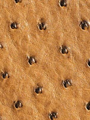 Struzzo naturale - Col. Tabac