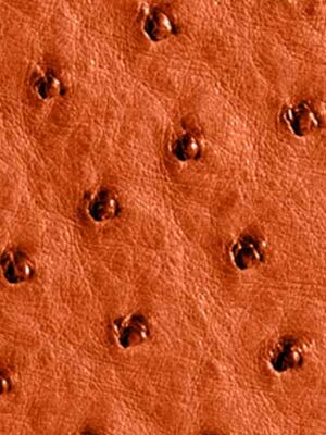 Struzzo naturale - Col. Tangerine