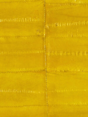 Anguilla vera - Col. Yellow