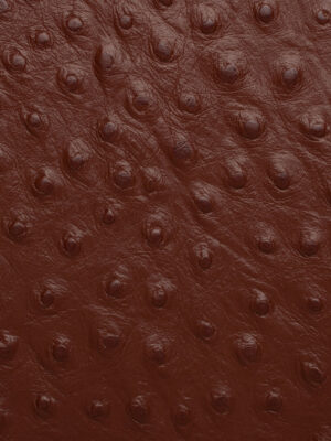 Struzzo - Col. 77993